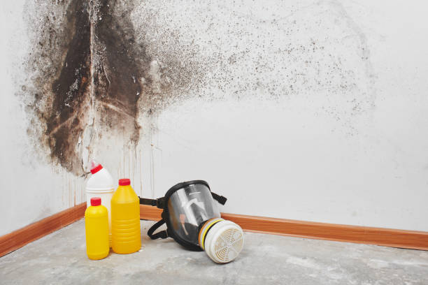 Best Post-Flood Mold Remediation in Hopkinsville, KY