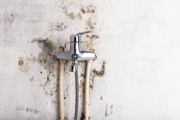 Best Localized Mold Remediation (e.g., coastal areas, humid climates) in Hopkinsville, KY