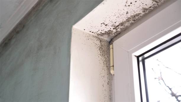 Best Residential Mold Remediation in Hopkinsville, KY