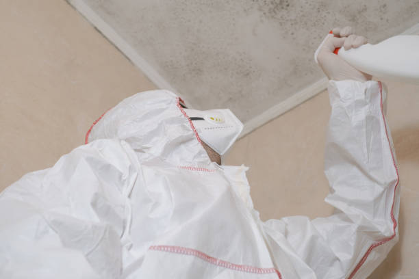 Best Post-Flood Mold Remediation in Hopkinsville, KY
