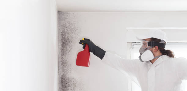 Best DIY Mold Remediation Support Services in Hopkinsville, KY