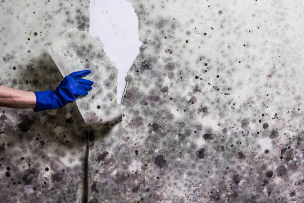 Best Residential Mold Remediation in Hopkinsville, KY